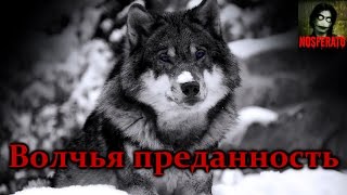 Волчья преданность. Стих. ДО СЛЕЗ... Волчья преданность. Стих. ДО СЛЕЗ...