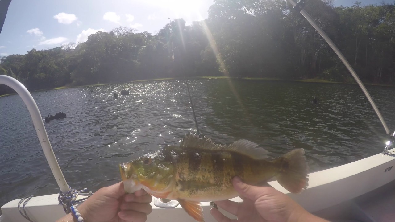"Peacock Bass Fishing in The Panama Canal(Dock Demon Challenge!!)" - YouTube