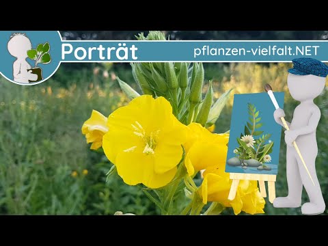 ?️ Porträt 070 - Gemeine Nachtkerze (Oenothera biennis) - Wildpflanzen-Steckbrief (Essbar)