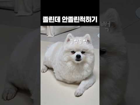 졸린데 안졸린척 하기 #졸린강아지 #졸린포메 #강아지쇼츠 #강아지일상 #강아지브이로그 #강아지짤 #강아지유튜브 #포메로아