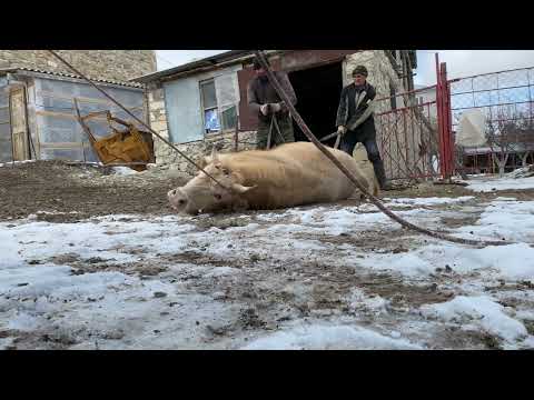 Как резать быка в домашних условиях видео