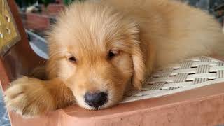 Golden Retriever - when you are sleepy by Pet Protection  1,005 views 1 year ago 2 minutes, 23 seconds