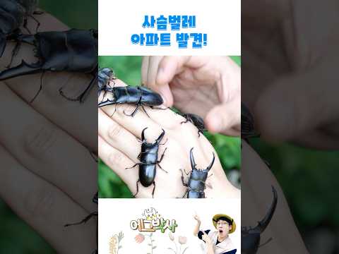 사슴벌레에게 <strong>물리면</strong> 얼마나 아플까? 소리지르는 에그박사!!