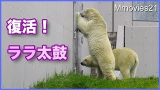 【長編】親子げんかから仲直りまで　復活ララ太鼓　Polar Bears