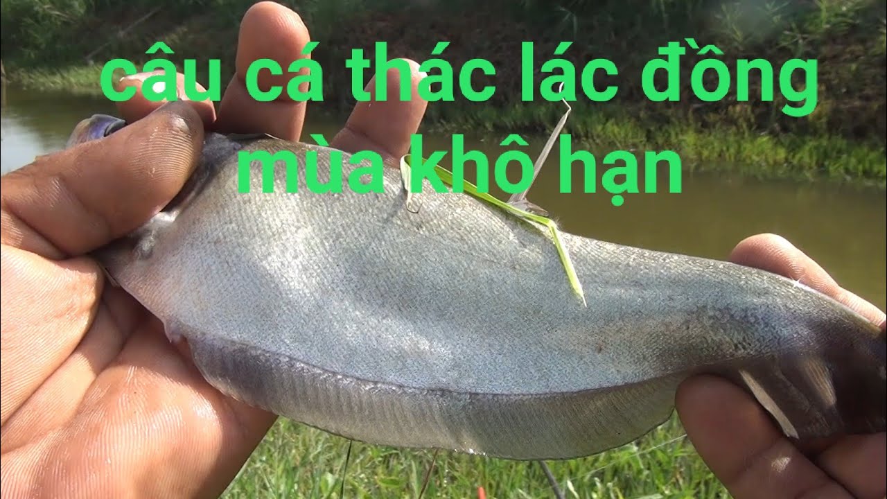 Câu Cá Thác Lác Đồng Mùa Nước Ngập Mặn Khô Cằn | GÒ CÔNG TV
