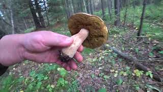 Прогулка по лесу в поисках грибов.