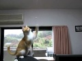 肩乗り猫パンチ