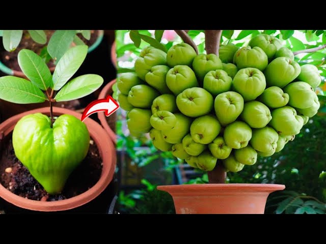 Try This and you will Be Amazing at Guava tree Breeding class=