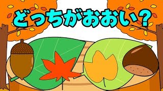 どっちがおおいかな？どんぐりやくりで数を比べるよ！ Which is more？／さっちゃんねる 教育テレビ