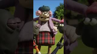 Khúc Côn Cầu Các Nhà Vô Địch Cừu Những Chú Cừu Thông Minh