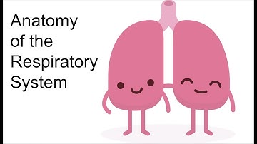 Anatomy: The Respiratory System (Part 1)