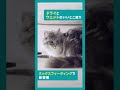 食事しながら自然に水分摂取。「ピュリナ ワン」ミックスフィーディング