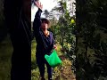 visiting time my lemonsito farm #gardening #freshairtherapy #provincelife #nature