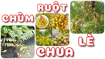 Cây Chùm ruột chua lè | 0386569374 - Ngọc Ngân Bến Tre | Chuyên cây độc lạ