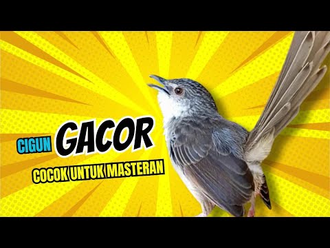 Suara ciblek Gunung ngebren tembakan rapat durasi panjang