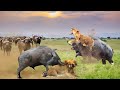 Nyati walipa kisasi kwa kubatua simba mmoja buffaloes revenge against the lions