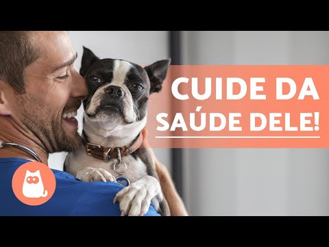 Vídeo: Conselhos de especialistas sobre como cuidar do seu cão