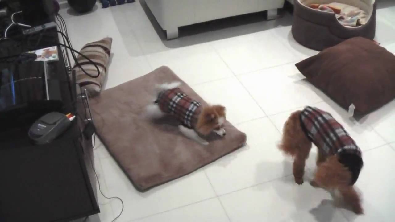 Poodle vs Pomeranian - YouTube