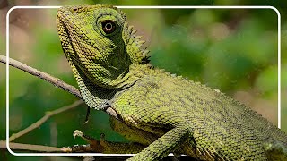 Rescuing Pregnant Green Iguanas From Freezing Weather | Python Hunters