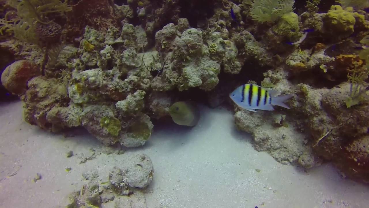 Moray Eel Attacks Lionfish