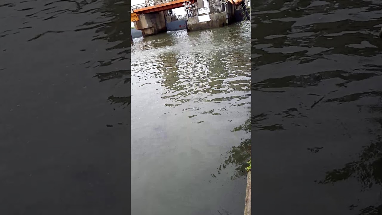 利根川の水門で巨大魚ハクレンの群れが跳ね飛ぶ Youtube