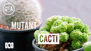 Cacti Mutations | Discovery | Gardening Australia