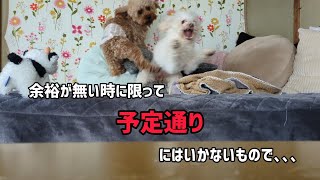 【トイプー兄妹の日常】久しぶりにワチャワチャ過ごすイノユノの動画になります🐶🐾 by INO.YUNOちゃんねる〜幸せな日常〜 284 views 1 month ago 12 minutes, 10 seconds