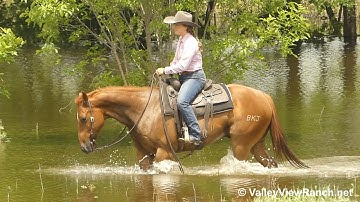 This Cat Plays Jazz***For info, price, etc., go to our website: ValleyViewRanch.net***