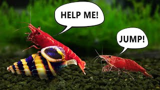 Assassin Snail Attacks Shrimp! You Wont Believe This! (Talking Shrimp)