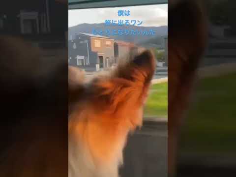 ルークのひとり旅 #dog #パピヨン #パピー #ドッグラン #子犬 #ルーク#キャンピングカー