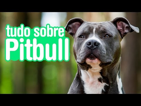 Vídeo: 13 cães que estão prontos para uma grande aventura cachorro