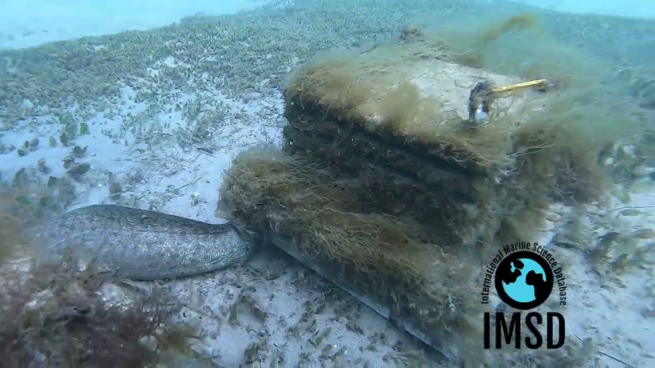 Moray eel threat behaviour