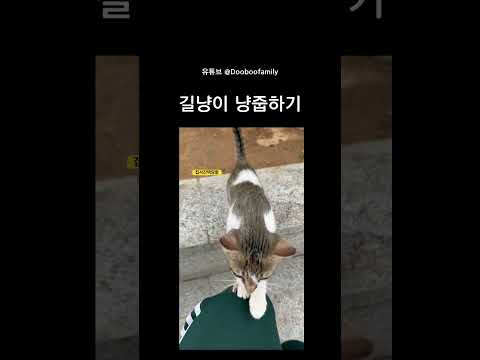 고양이 냥줍하기  #고양이 #고양이일상 #아기고양이 #cat #냥이 #귀여운영상