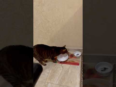 Video: Toyger