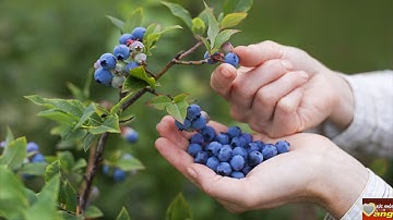 Quả việt quất 10 tác dụng tuyệt vời mà quả việt quất đem lại cho sức khỏe