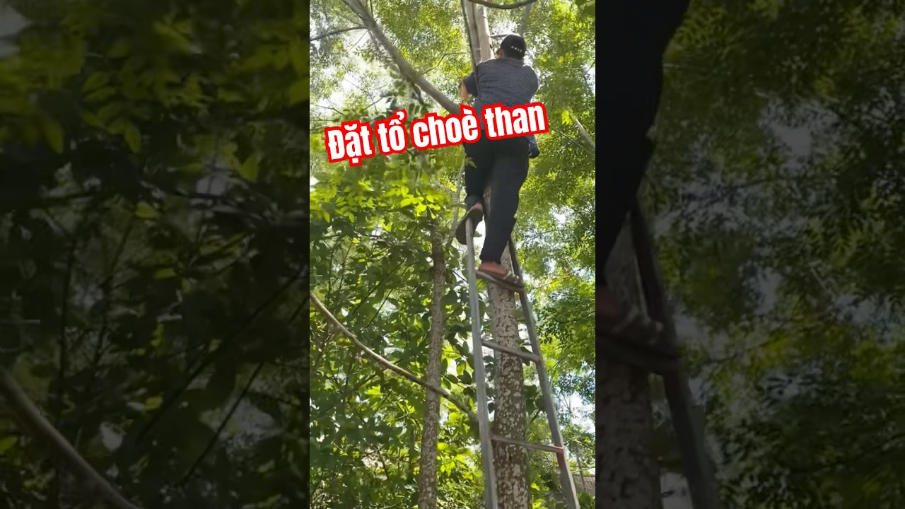 Đặt tổ chèo than mới 