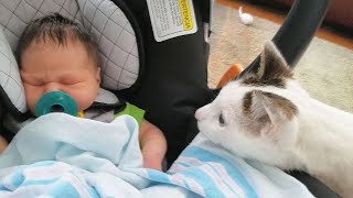 My Cat Meets Our Baby for the first time