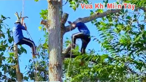 Tổng hợp Vua Khỉ Miền Tây leo Cưa Cây Bàng Gai lâu năm có nhiều độ khó