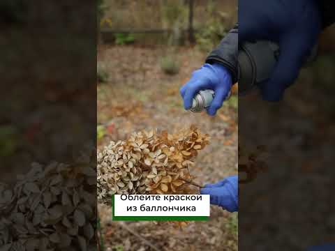 Сухие цветы гортензии для декора #shorts