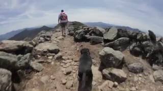 10pound Wiener Dog Hikes 5,000Foot Mountains