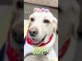 おかあさんに優しくすっとです♪大事なワニさんば貸すけんッ✨🐶