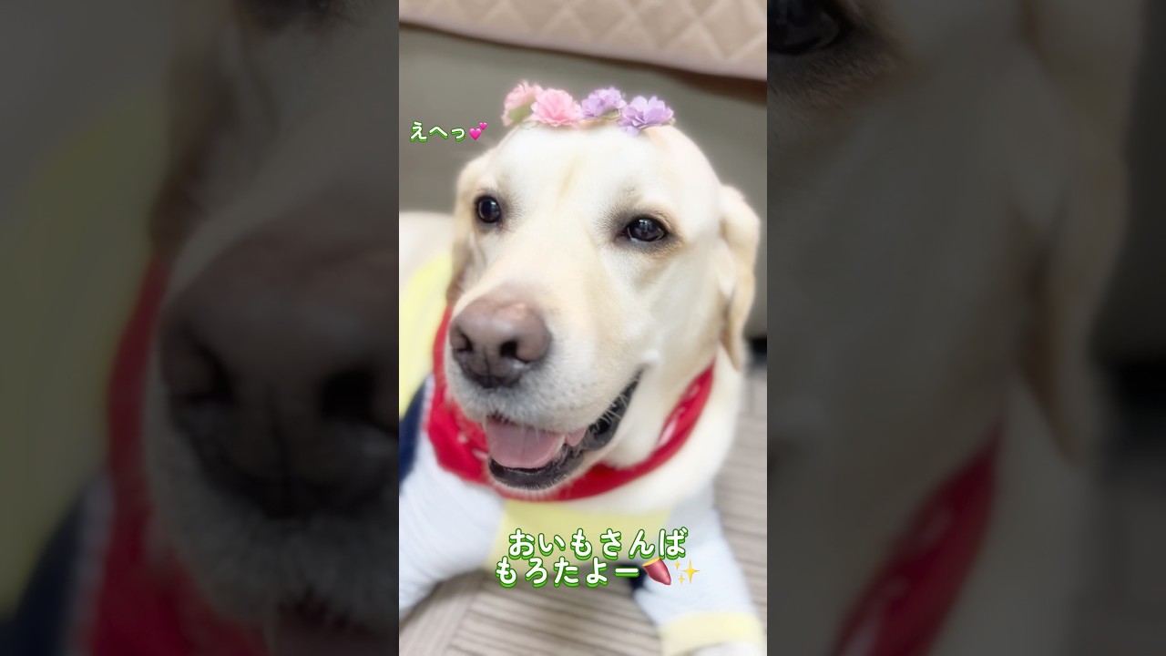 おかあさんに優しくすっとです♪大事なワニさんば貸すけんッ✨🐶