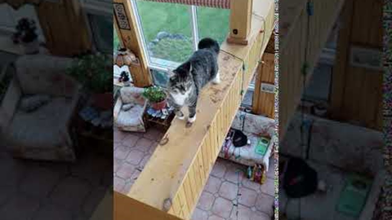 Cat's Misstep Sends it Falling From Roof Beam || ViralHog