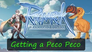 || International Ragnarok Online || Slow 'n' Steady | Lord Knight | Getting a Peco Peco |