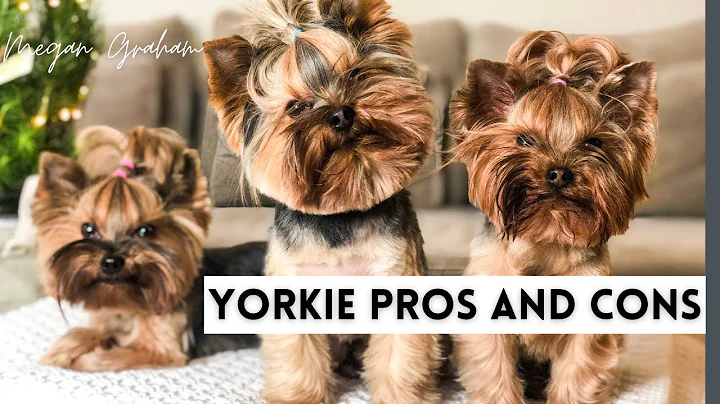 Yorkie Pros And Cons | Yorkie 101 - DayDayNews