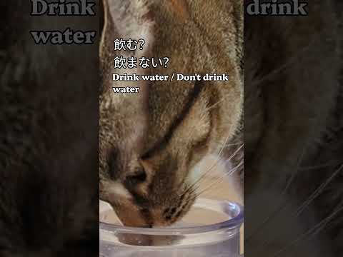 老猫トキ、水を飲むか迷う⁉️　#tabbycat #cat #cats　Eng sub