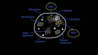 A2.2.6 Eukaryotic Cell Structure