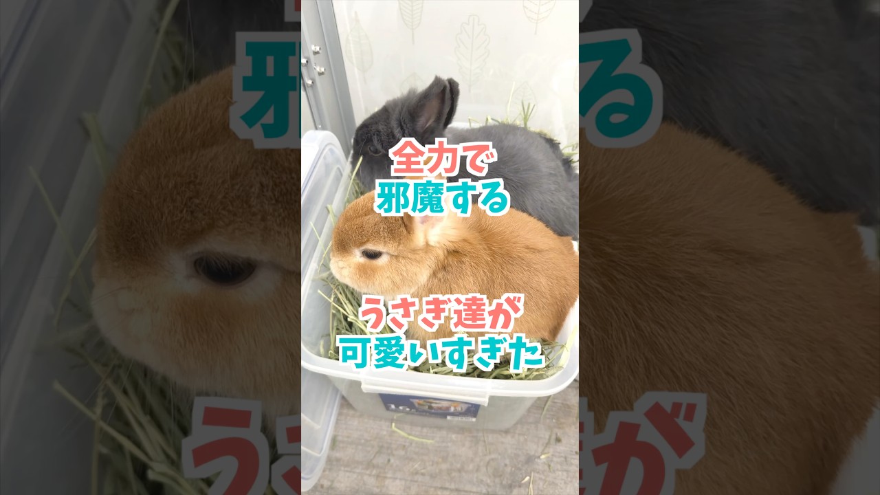 うさぎのお世話を全力で邪魔するうさぎ達が可愛すぎた。#ネザーランド