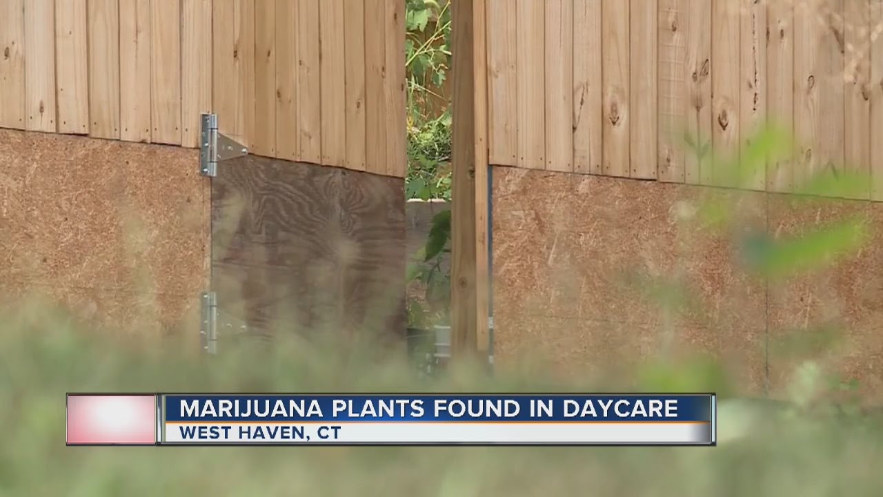 Marijuana plants found in backyard of Connecticut daycare