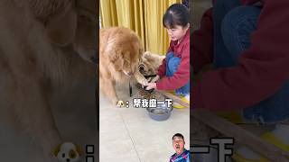 OMG😱😱😱#shortvideo #funny #baffalo #funnyanimal #animals #duet #pet #dog #comedy